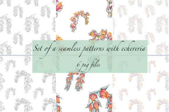 A Set of Patterns with Echeveria